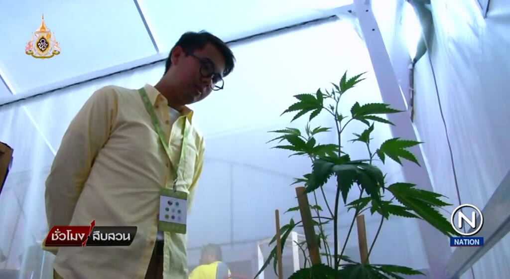 (คลิปข่าว) กัญชามีแต่ข้อดีไม่มีข้อเสียให้ต้องกังวลเลยจริงหรือไม่
