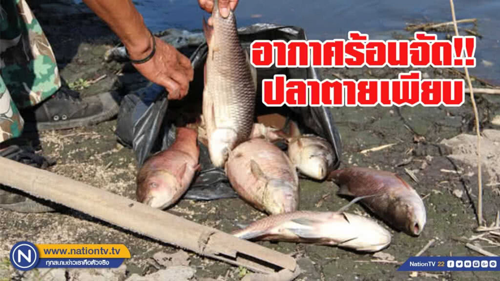 อากาศร้อนจัดทำให้น้ำแห้งทำปลาอ่างเก็บน้ำตายเพียบ