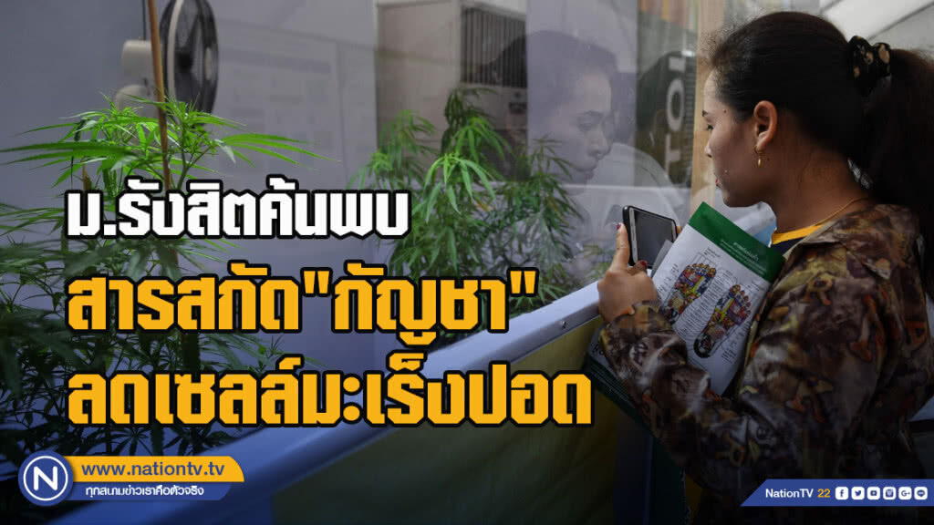 ม.รังสิตค้นพบสารสกัด"กัญชา"ลดเซลล์มะเร็งปอด