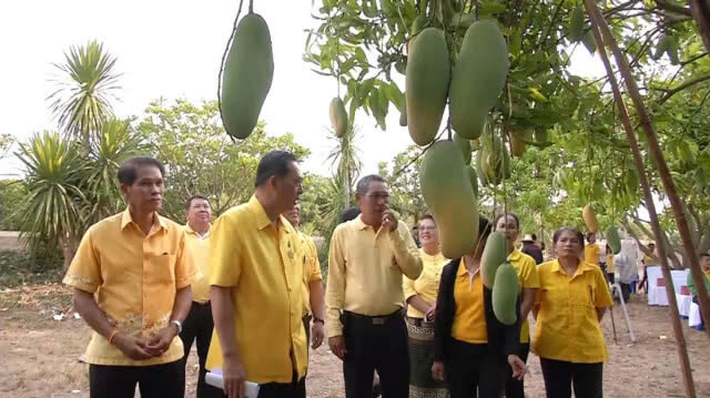 พิจิตร - เตรียมการจัดงานวันมะม่วงโลก