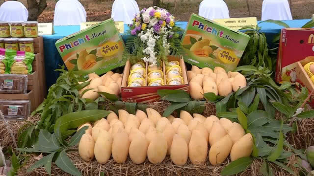 พิจิตร - เตรียมการจัดงานวันมะม่วงโลก