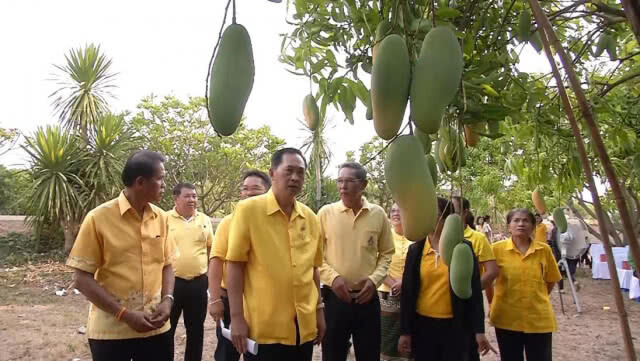 พิจิตร - เตรียมการจัดงานวันมะม่วงโลก