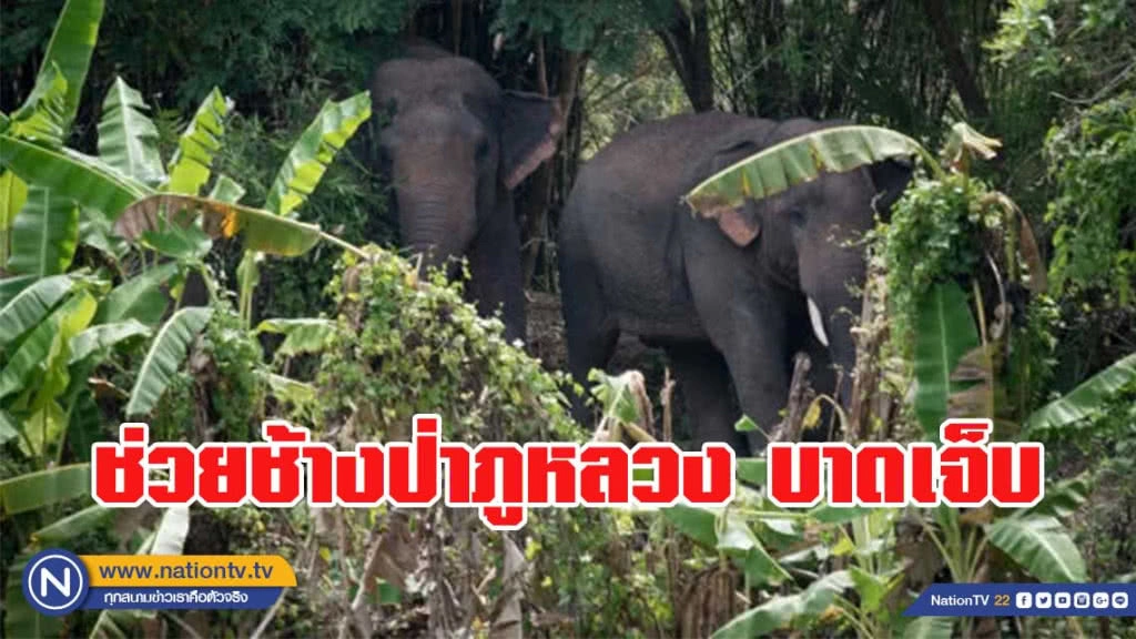 ช่วยช้างป่าภูหลวง บาดเจ็บ ล่าสุดอาการดีขึ้น คาดแผลหายเองตามธรรมชาติ