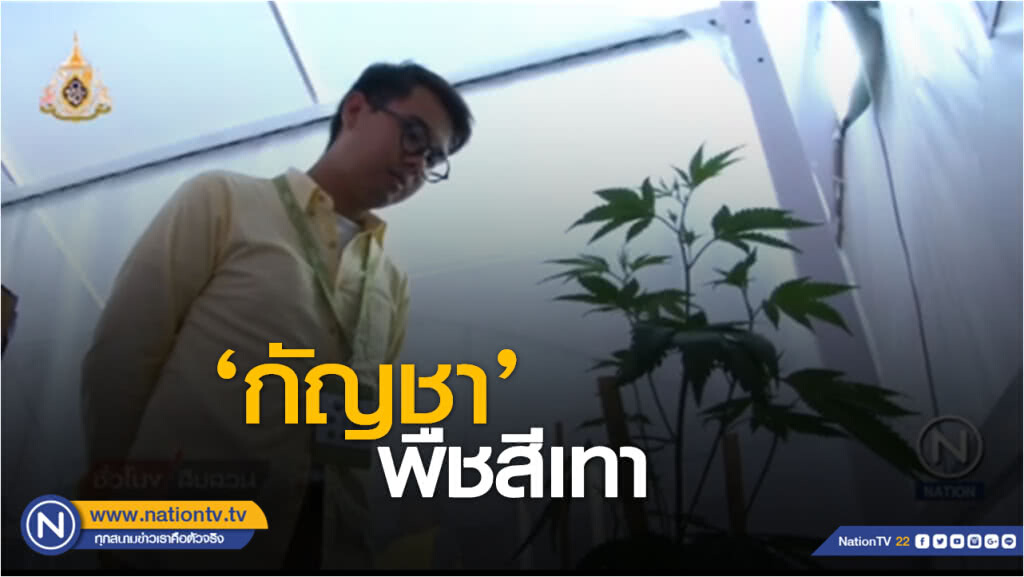 รักโลก by วชิรวิทย์ | กัญชา..พืชสีเทา ?
