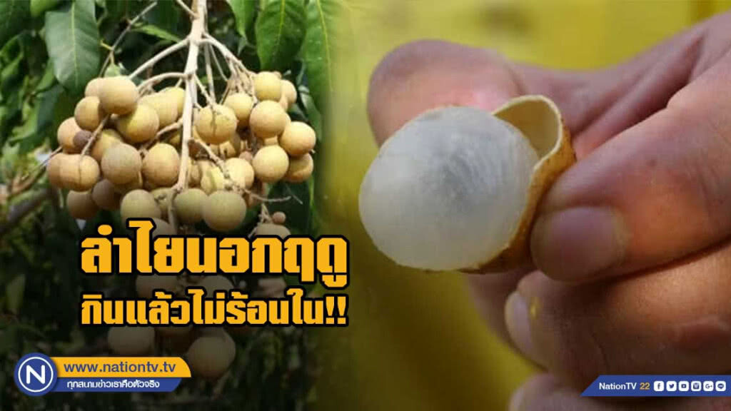สวนลำไยนอกฤดูแปลงแรกในลพบุรี กินแล้วไม่ร้อนใน!!