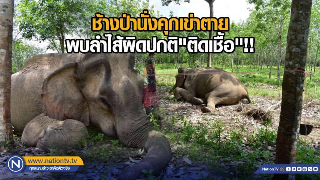 ช้างป่านั่งคุกเข่าตาย พบลำไส้ผิดปกติ"ติดเชื้อ"!!