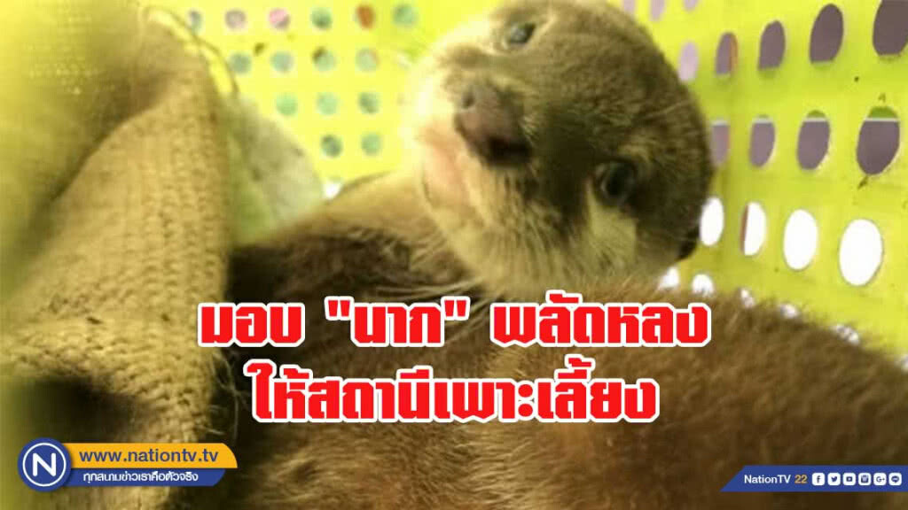 พลเมืองดีส่งมอบ "นาก"พลัดหลงให้สถานีเพาะเลี้ยงสัตว์ป่าโตนงาช้าง ดูแล