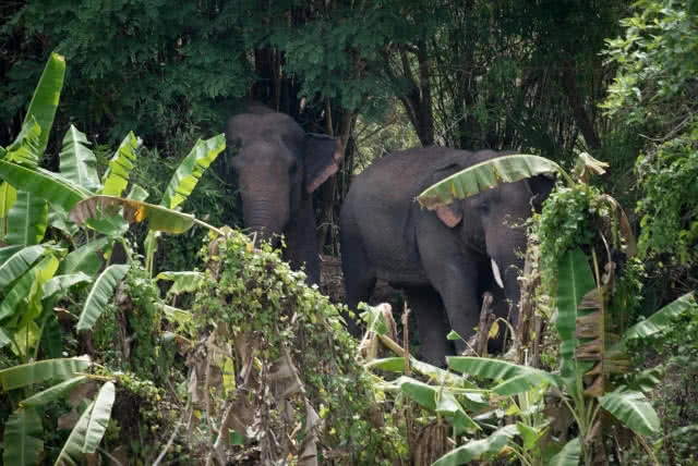 ช่วยช้างป่าภูหลวง บาดเจ็บ ล่าสุดอาการดีขึ้น คาดแผลหายเองตามธรรมชาติ
