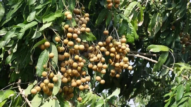 สวนลำไยนอกฤดูแปลงแรกในลพบุรี กินแล้วไม่ร้อนใน!!