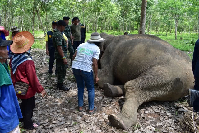 ช้างป่านั่งคุกเข่าตาย พบลำไส้ผิดปกติ"ติดเชื้อ"!!
