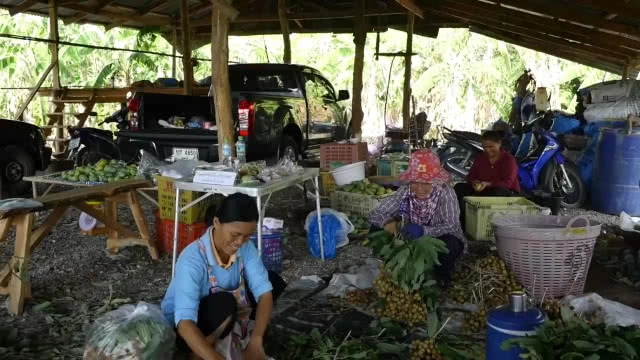 สวนลำไยนอกฤดูแปลงแรกในลพบุรี กินแล้วไม่ร้อนใน!!