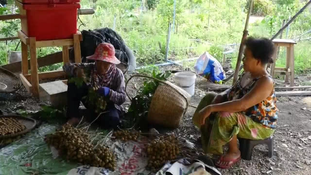 สวนลำไยนอกฤดูแปลงแรกในลพบุรี กินแล้วไม่ร้อนใน!!