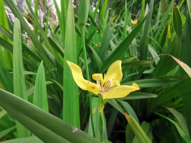 หลบร้อนไป "เพลาเพลิน" สาบานว่าอยู่บุรีรัมย์ !