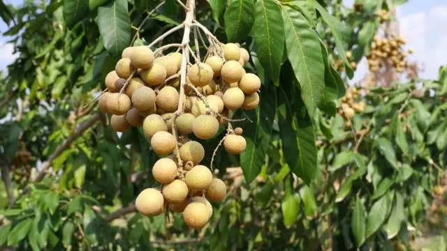 สวนลำไยนอกฤดูแปลงแรกในลพบุรี กินแล้วไม่ร้อนใน!!