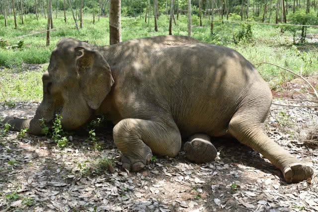 ช้างป่านั่งคุกเข่าตาย พบลำไส้ผิดปกติ"ติดเชื้อ"!!