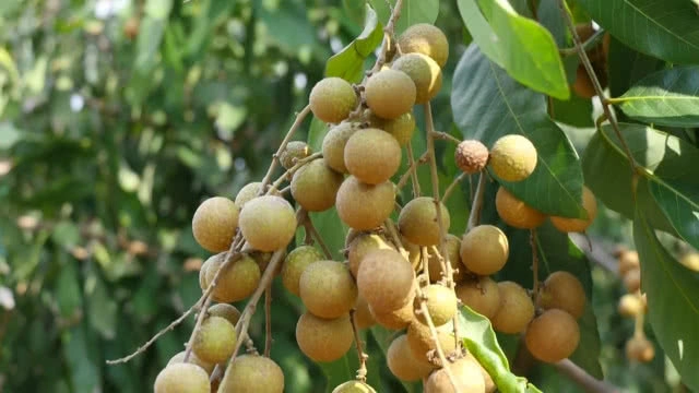 สวนลำไยนอกฤดูแปลงแรกในลพบุรี กินแล้วไม่ร้อนใน!!