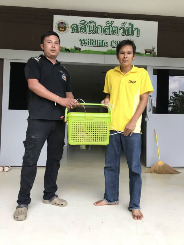 พลเมืองดีส่งมอบ "นาก"พลัดหลงให้สถานีเพาะเลี้ยงสัตว์ป่าโตนงาช้าง ดูแล