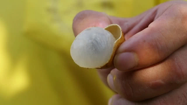 สวนลำไยนอกฤดูแปลงแรกในลพบุรี กินแล้วไม่ร้อนใน!!