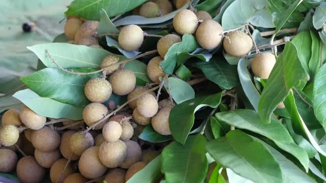 สวนลำไยนอกฤดูแปลงแรกในลพบุรี กินแล้วไม่ร้อนใน!!