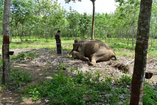 ช้างป่านั่งคุกเข่าตาย พบลำไส้ผิดปกติ"ติดเชื้อ"!!