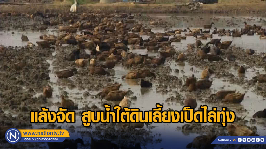 แล้งจัด สูบน้ำใต้ดินเลี้ยงเป็ดไล่ทุ่ง
