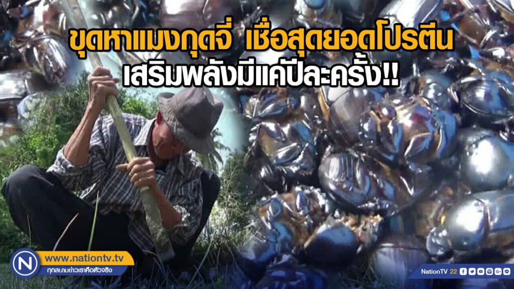 ขุดหาแมงกุดจี่ เชื่อสุดยอดโปรตีนเสริมพลังมีแค่ปีละครั้ง!!