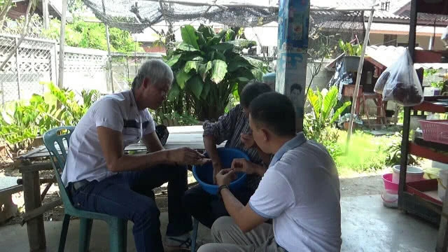 ขุดหาแมงกุดจี่ เชื่อสุดยอดโปรตีนเสริมพลังมีแค่ปีละครั้ง!!