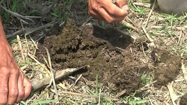 ขุดหาแมงกุดจี่ เชื่อสุดยอดโปรตีนเสริมพลังมีแค่ปีละครั้ง!!