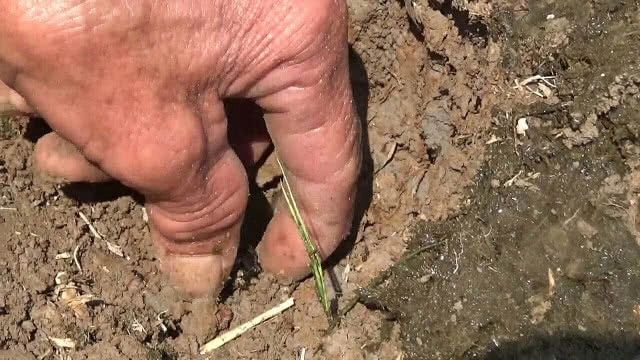 ขุดหาแมงกุดจี่ เชื่อสุดยอดโปรตีนเสริมพลังมีแค่ปีละครั้ง!!