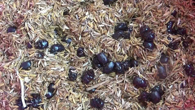 ขุดหาแมงกุดจี่ เชื่อสุดยอดโปรตีนเสริมพลังมีแค่ปีละครั้ง!!