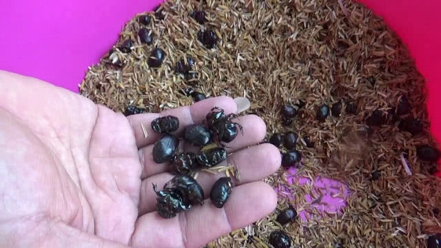 ขุดหาแมงกุดจี่ เชื่อสุดยอดโปรตีนเสริมพลังมีแค่ปีละครั้ง!!