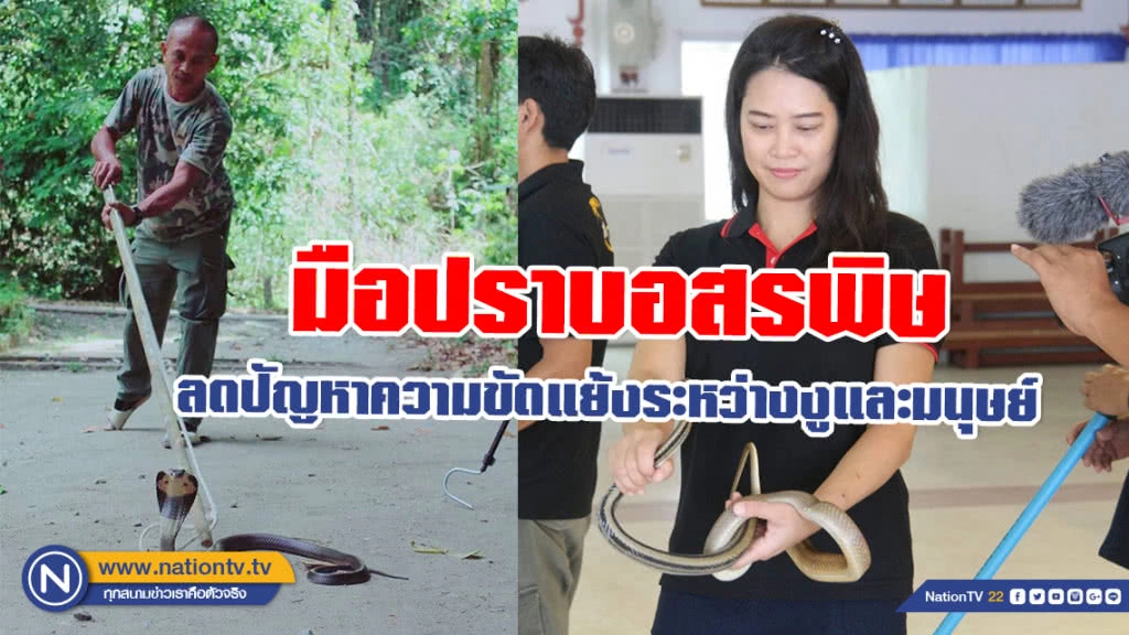 มือปราบอสรพิษ ลดปัญหาความขัดแย้งระหว่างงูและมนุษย์