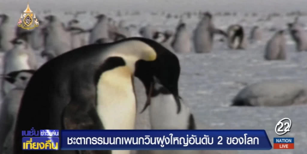 เผยชะตากรรมฝูง "เพนกวิน" ใหญ่อันดับ 2 ของโลก พบลูกนกจมน้ำตายเกือบหมด