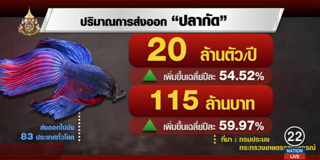เตือน....ก๊วนลักลอบส่ง "ปลากัดไทย" ขายจีน อาจส่งผลต่อการขยายตลาด