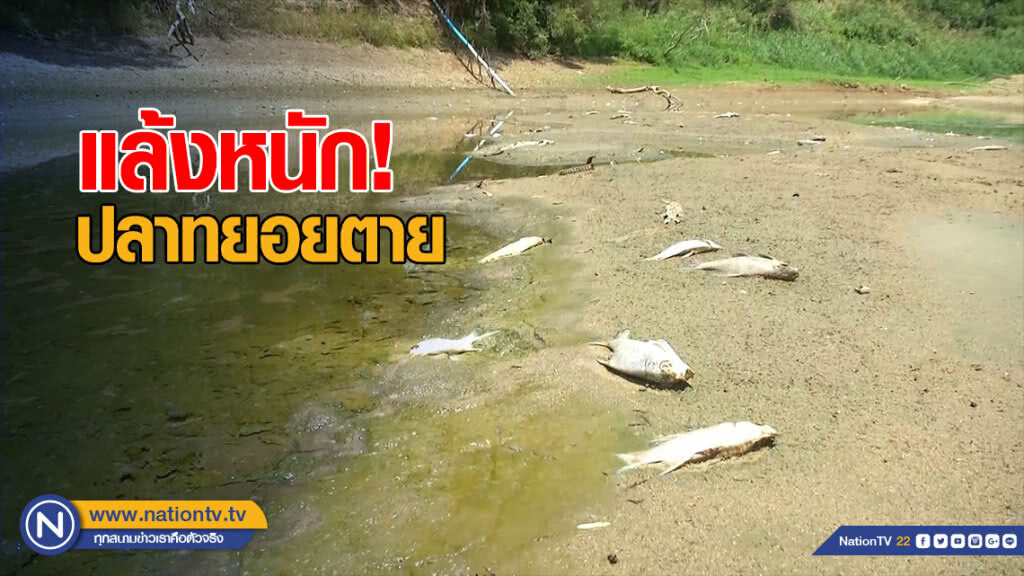 ปลาหน้าวัดเมืองพิจิตรทยอยตาย จากภัยแล้ง