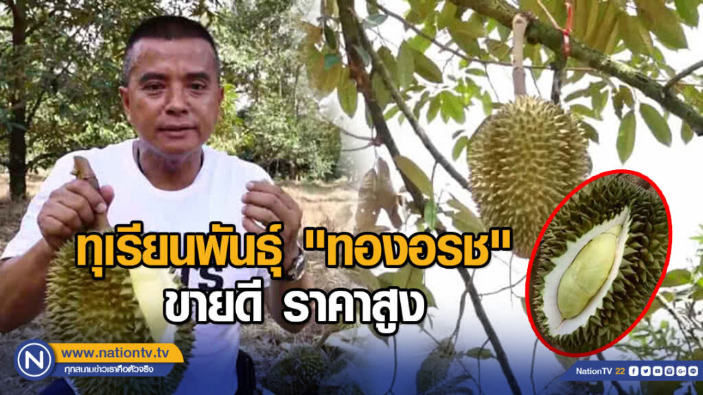 ทุเรียนพันธุ์ "ทองอรช" ขายดี ราคาสูง