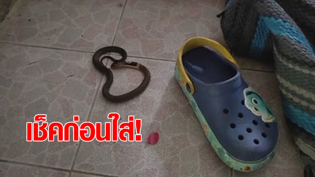 ภัยใกล้ตัว...เตือนเช็คก่อนใส่ ลูกงูเห่าขดในรองเท้าเด็ก ภัยใกล้ตัว...เตือนเช็คก่อนใส่ ลูกงูเห่าขดในรองเท้าเด็ก