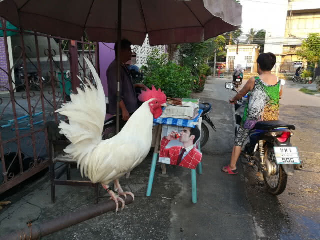 เหนียวหมูปิ้ง"ไก่ป่า" ช่วยขันเรียกลูกค้าทุกเช้า