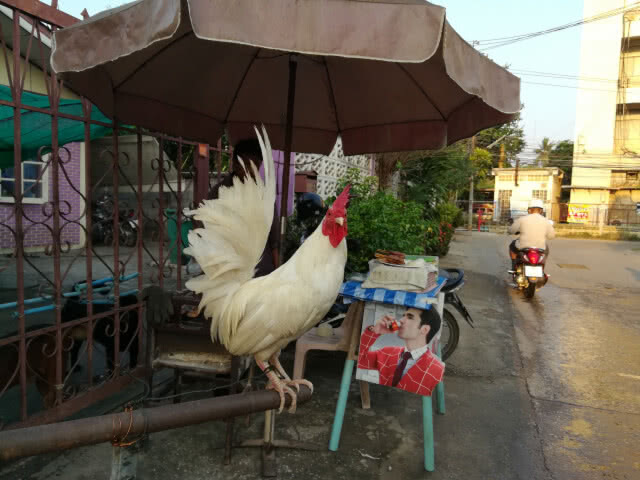 เหนียวหมูปิ้ง"ไก่ป่า" ช่วยขันเรียกลูกค้าทุกเช้า