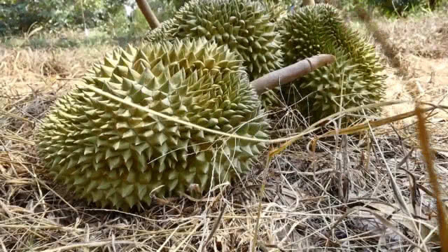 ทุเรียนพันธุ์ "ทองอรช" ขายดี ราคาสูง