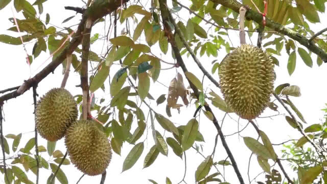 ทุเรียนพันธุ์ "ทองอรช" ขายดี ราคาสูง