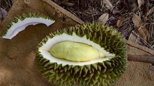 ทุเรียนพันธุ์ "ทองอรช" ขายดี ราคาสูง