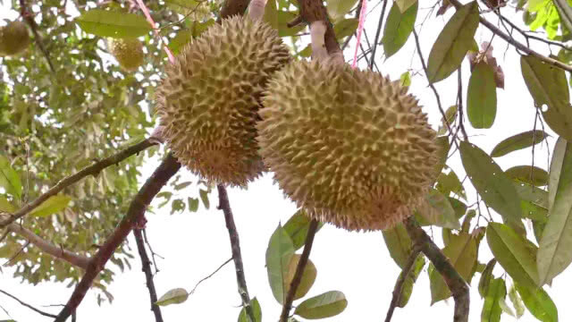 ทุเรียนพันธุ์ "ทองอรช" ขายดี ราคาสูง