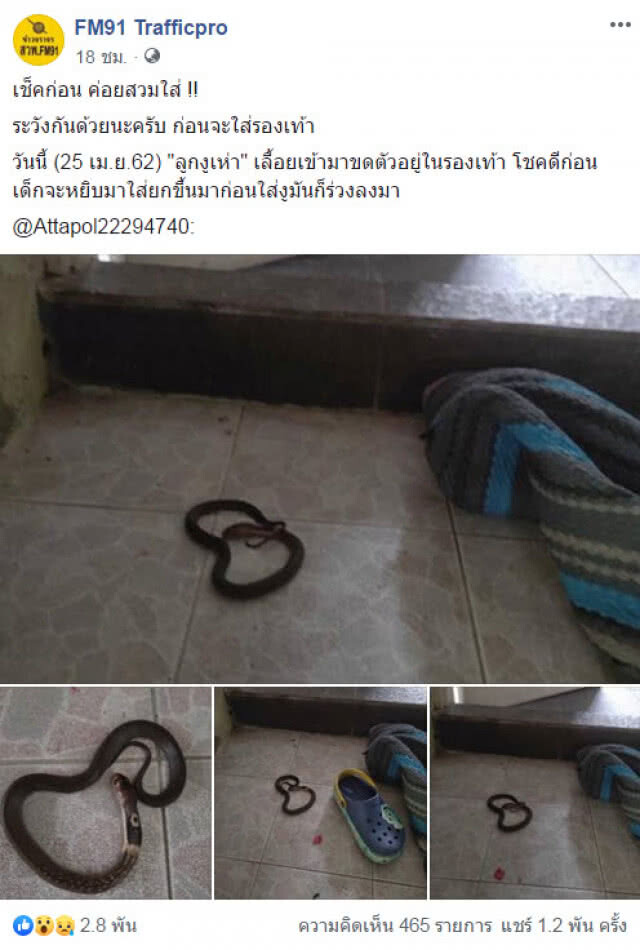 ภัยใกล้ตัว...เตือนเช็คก่อนใส่ ลูกงูเห่าขดในรองเท้าเด็ก
