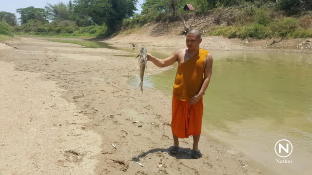 ปลาหน้าวัดเมืองพิจิตรทยอยตาย จากภัยแล้ง