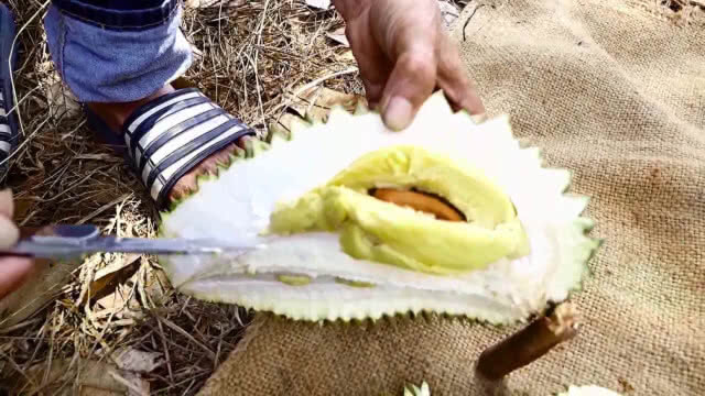 ทุเรียนพันธุ์ "ทองอรช" ขายดี ราคาสูง