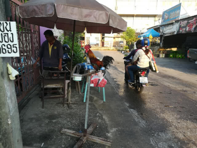 เหนียวหมูปิ้ง"ไก่ป่า" ช่วยขันเรียกลูกค้าทุกเช้า
