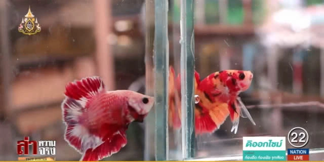 เตือน....ก๊วนลักลอบส่ง "ปลากัดไทย" ขายจีน อาจส่งผลต่อการขยายตลาด