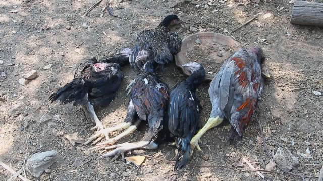 แจ้งความหมากัดไก่ชนตาย สูญ2แสนบาท