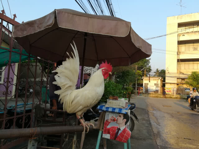 เหนียวหมูปิ้ง"ไก่ป่า" ช่วยขันเรียกลูกค้าทุกเช้า